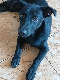 Cagnolina nera medio piccola per adozione