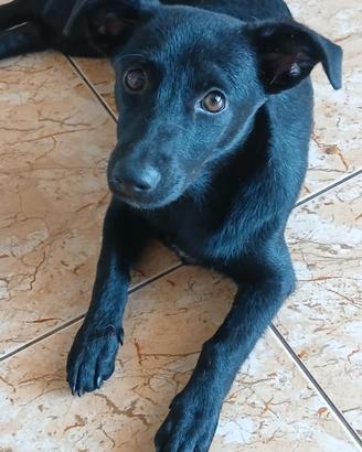 Cagnolina nera medio piccola per adozione