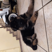 Cuccioli pastore tedesco