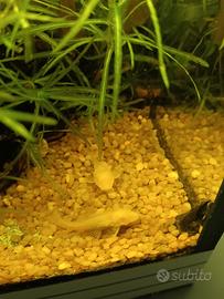 Pulitori (Ancistrus Gold) 2-4-cm