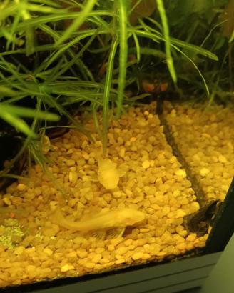 Pulitori (Ancistrus Gold) 2-4-cm