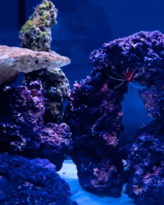 Roccia per Acquario Marino Reef