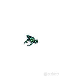 Dendrobates auratus "Green" (Rana Freccia)