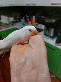 Inseparabili allevati a mano