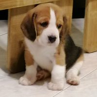 Cuccioli di beagle con pedigree