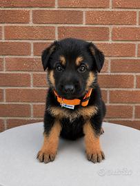 Thara - Splendida cucciola di Pastore nero focato