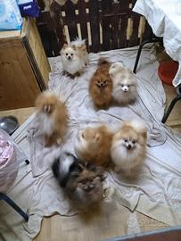 Spitz tedesco della pomerania