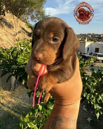 Cuccioli bassotto cioko tan