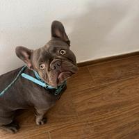 Bulldog francese lilac per monta