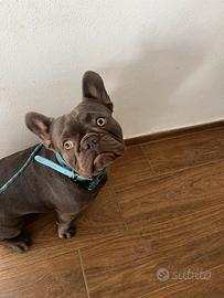 Bulldog francese lilac per monta
