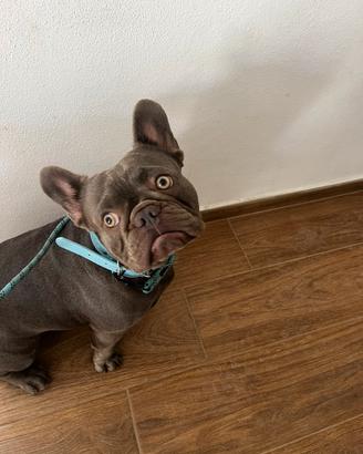 Bulldog francese lilac per monta