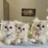 Gattini British Long Hair (2 Maschi, 1 Femmina)