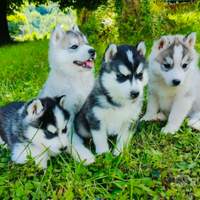 Cuccioli Siberian Husky