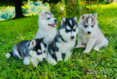 Cuccioli Siberian Husky