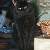 Cuccioli Maine coon