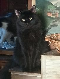 Cuccioli Maine coon