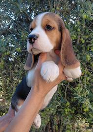 Cuccioli di Beagle