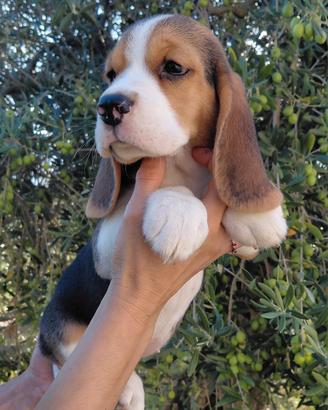 Cuccioli di Beagle