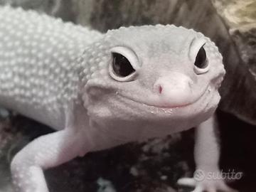 Geco Leopardino