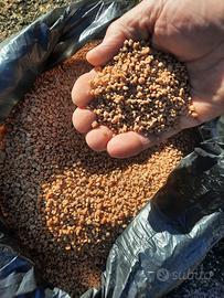 Nocciolino d’ulivo asciutto