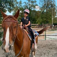 Cavalli per passeggiate