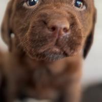 Quasi regalati cuccioli di Labrador cioccolato