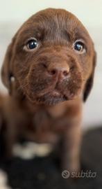 Quasi regalati cuccioli di Labrador cioccolato