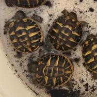 Tartarughe terra eta 1 anno