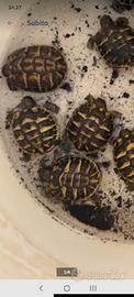 Tartarughe terra eta 1 anno