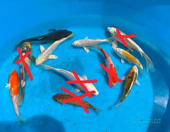 Carpe koi