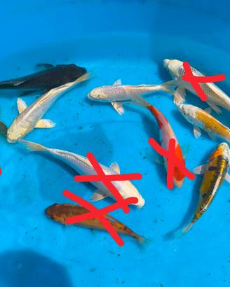 Carpe koi