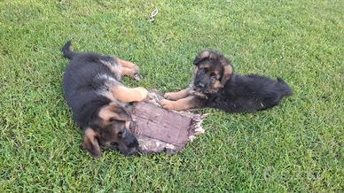 Disponibili cuccioli pastori tedeschi