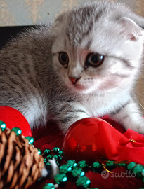 Gattini Scottish straight e fold