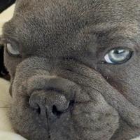 Bulldog Francese Blu