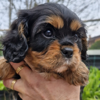 Cuccioli maschi di Cavalier King