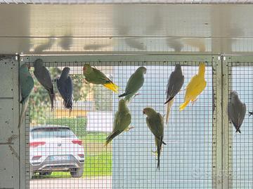 Parrocchetti dal collare