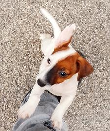 Cucciolo di jeck Russell