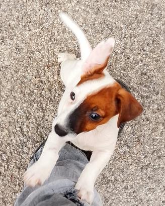Cucciolo di jeck Russell