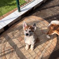 Cuccioli di Akita tigrati