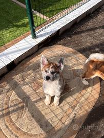 Cuccioli di Akita tigrati