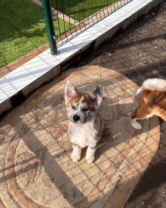 Cuccioli di Akita tigrati