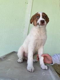 Blue cucciolo meticcio pastore