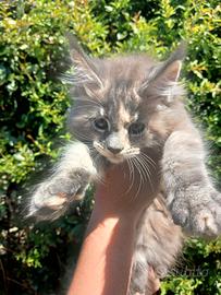 Cuccioli Maine Coon
