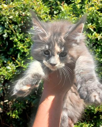 Cuccioli Maine Coon