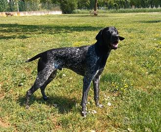 Bracco Tedesco kurzhaar