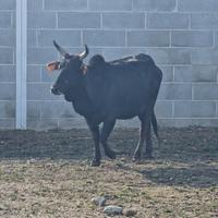 Zebu' maschi e femmine