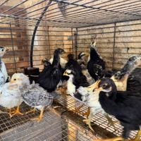 Galli,galline,pulcini e fagiani