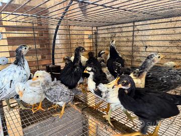 Galli,galline,pulcini e fagiani