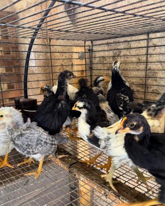 Galli,galline,pulcini e fagiani