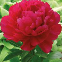 Pianta di peonia erbacea Kansas